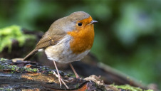 41% of the UK's plant and animal species have declined since 1970, according to RSPB. On a global scale, a sixth mass extinction is predicted within the century.